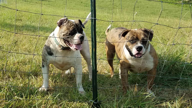 Alapaha Bulldogs for Sale Tennessee
