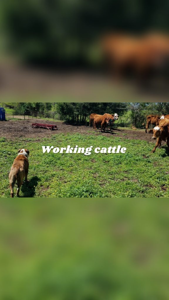 Working cattle