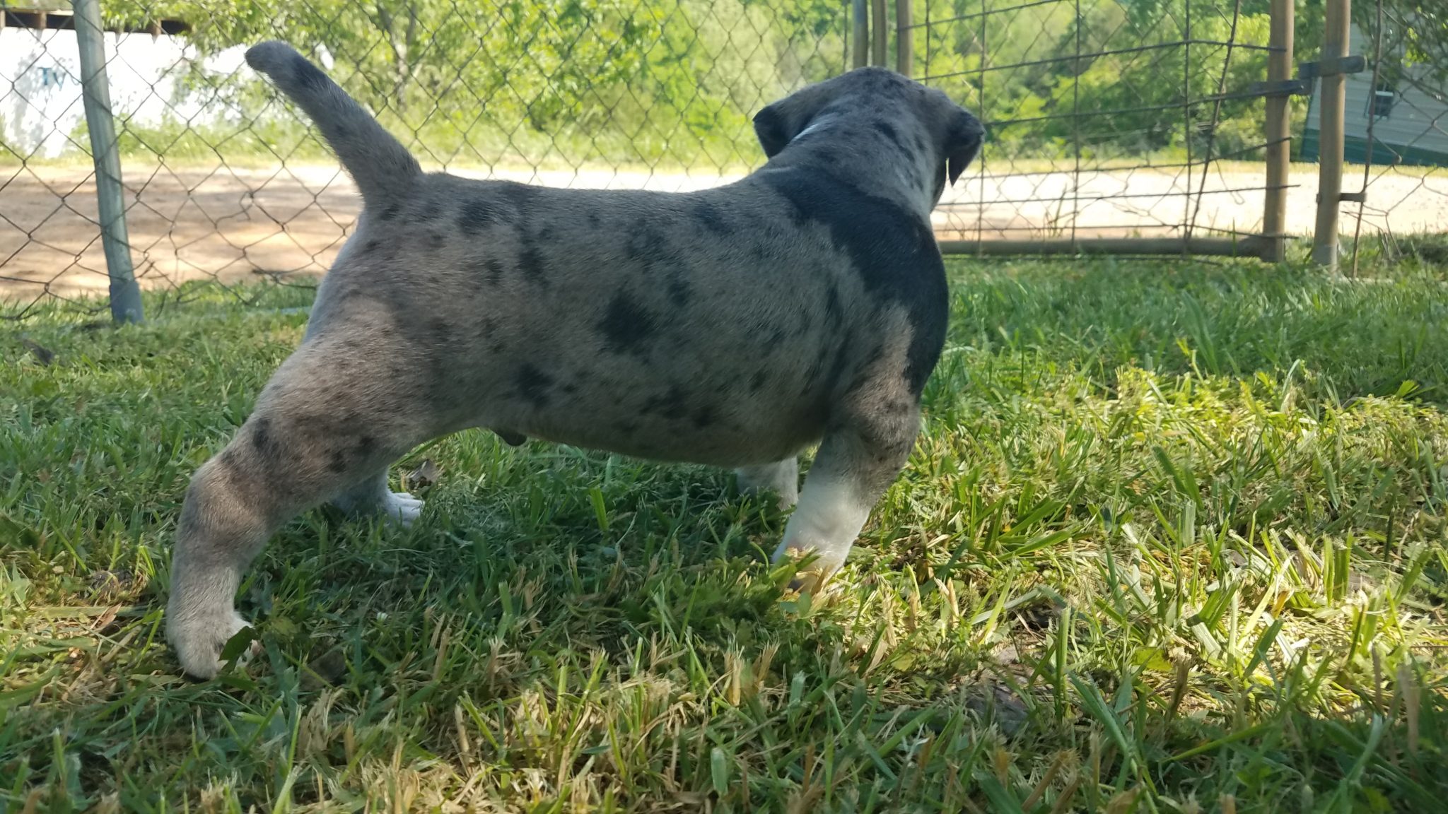 Alapaha Blue Blood Bulldog Puppies for Sale