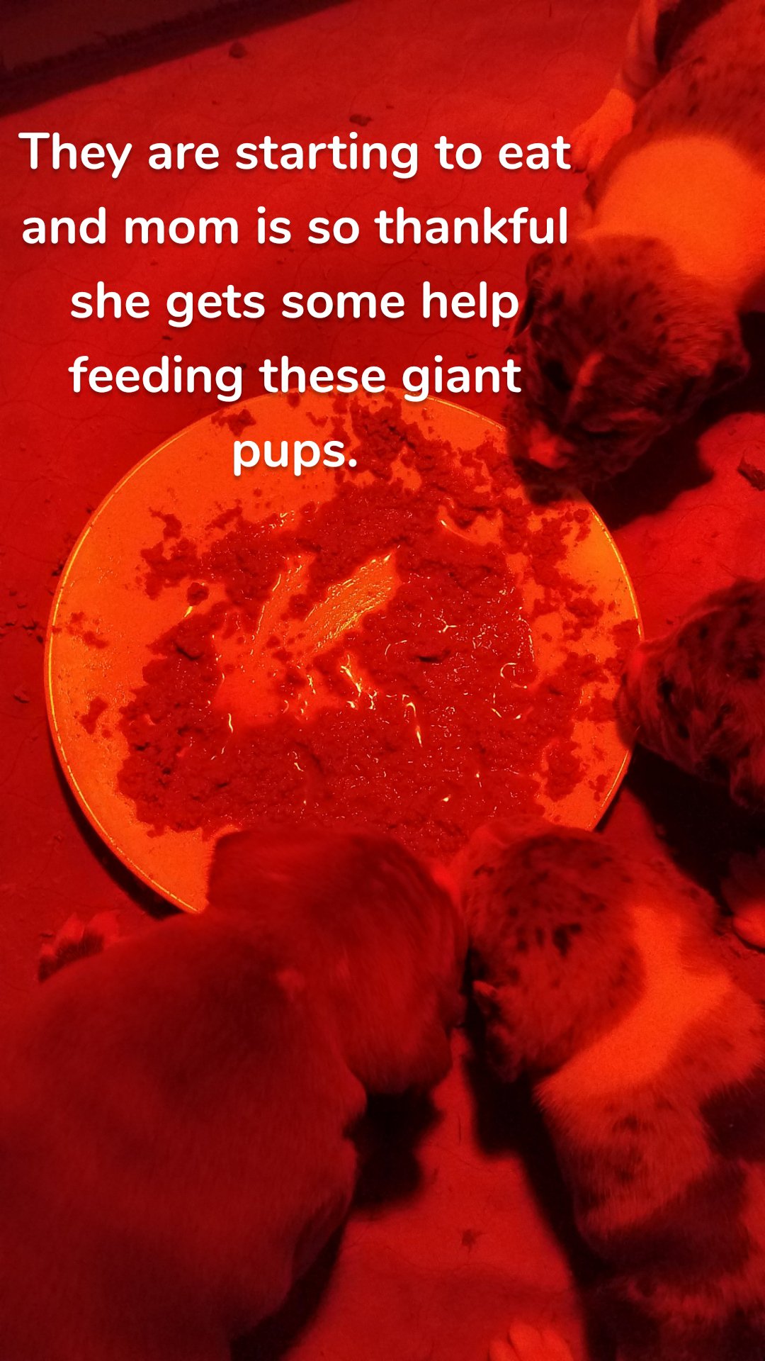 They are starting to eat and mom is so thankful she gets some help feeding these giant pups.