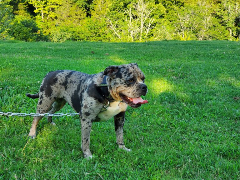 Alapaha Blue Blood Bulldog Puppies for Sale