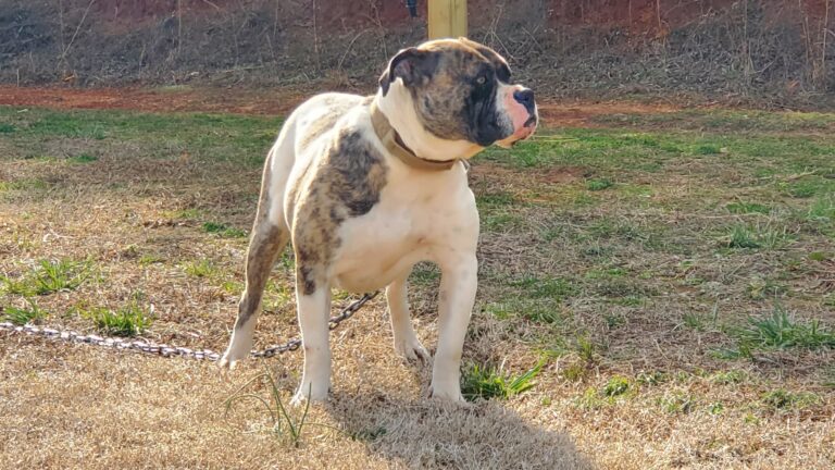 Alapaha Blue Blood Bulldog Breeders