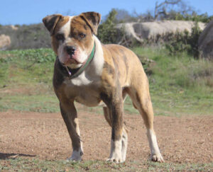 ACK Rajiene Alapaha Blueblood Bulldogs