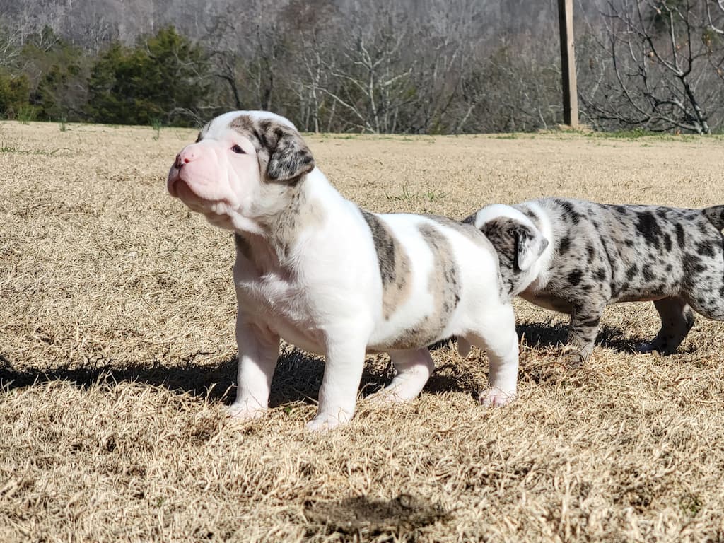 alapaha-blue-blood-bulldog-puppies-for-sale