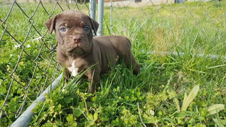 Alapaha Early Training | Southern Alapaha Bulldogs