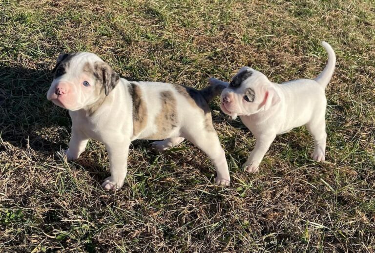 Alapaha Puppies for Sale | Southern Alapaha Bulldogs