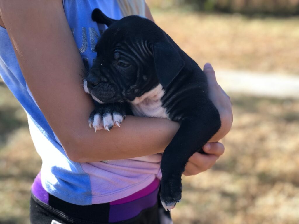 Alapaha Testimonials | Southern Alapaha Bulldogs